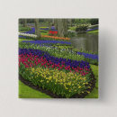 Buscar jacinto chapas Lisse