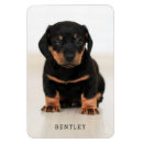 Buscar gato imanes General y unisex