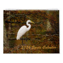 Buscar egrets Gran egret