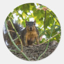 Buscar ardilla pegatinas Vida silvestre