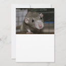 Buscar dumbo tarjetas Animal
