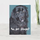 Buscar perro de presa tarjetas 8 º tarjeta