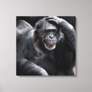 Buscar chimpancé lienzos Primate