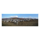 Buscar escoceses fotografía Altiplano