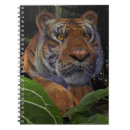 Buscar gato hermoso cuadernos 9 º gata