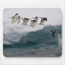 Buscar adelie Animales lindos