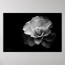 Buscar camelias blancas posters Blanco