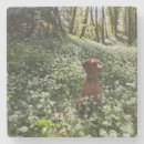Buscar del vizsla Perros
