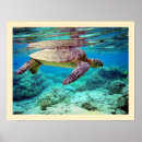 Buscar mydas Chelonia