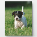 Buscar perro divertido placas fotograbadas Cachorro