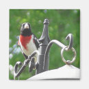 Buscar rosas imanes Foto