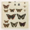 Buscar insecto posavasos Animales
