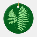 Buscar helecho adornos Bosque