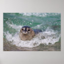 Buscar cría de foca posters Bebé