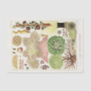 Buscar anémonas papel de seda Vintage