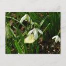 Buscar pequeñas flores blancas postales Gotas de nieve