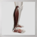 Buscar tejido humano posters Anatomía humana