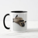 Buscar gato siamés tazas Fotografía