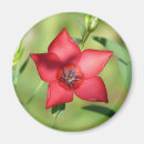 Buscar estrella roja imanes Flor