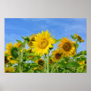 Buscar blumen posters Sommer