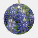 Buscar bluebonnets de Bonito