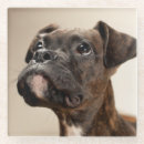 Buscar parte del cuerpo posavasos Un animal