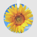 Buscar girasoles adornos Foto