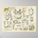 Buscar gato esqueleto posters Anatomía