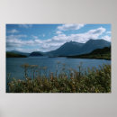 Buscar kodiak posters Vida silvestre