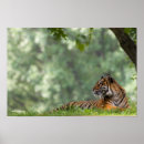 Buscar fotos de animales salvajes posters Tigre