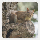 Buscar ardilla pegatinas Curioso