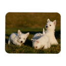 Buscar westie imanes Aterrador