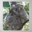 Buscar osos de koala posters Australia