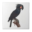 Buscar pájaro del mascota azulejos Loro