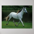 Buscar caballos andaluces posters Corriendo