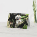 Buscar tamarin Salvaje