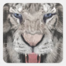 Buscar tigre blanco pegatinas Cabeza de tigre