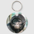 Buscar primate llaveros Animales