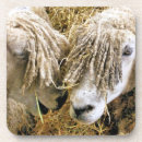 Buscar ovejas divertidas posavasos Animales de granja