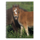 Buscar miniatura cuadernos Caballo
