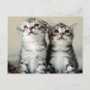 Buscar dos gatitos postales Gatos