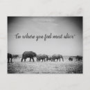 Buscar elefante blanco postales General y unisex