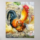 Buscar gallo colorido posters Gallina