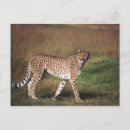 Buscar leopardo verde postales Animal