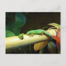 Buscar geckos postales Naturaleza