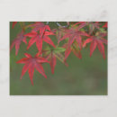 Buscar arce japonés postales Otoño