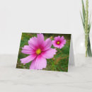 Buscar cosmo rosado tarjetas Floral