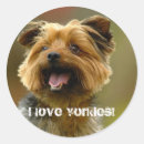 Buscar yorkie pegatinas Animales
