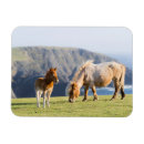 Buscar islas shetland imanes Rancho