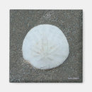 Buscar seashells imanes Playa